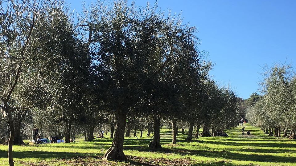 Parco di Poggio Valicaia