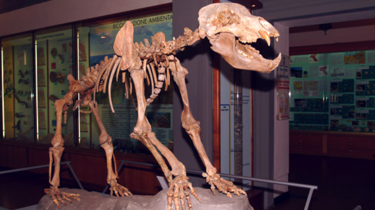 Museo Civico di Paleontologia