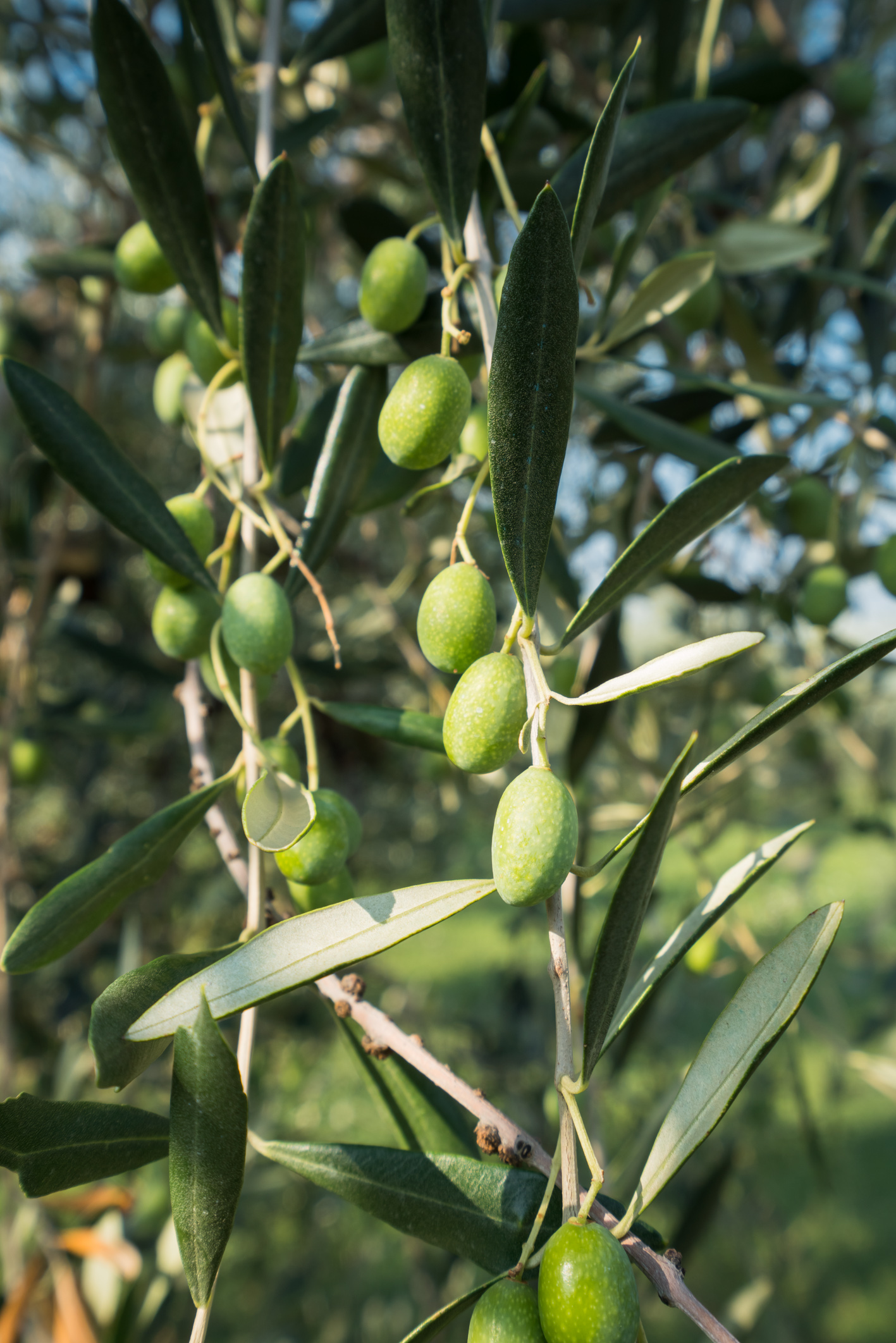 Gli olivi lungo la Setteponti 