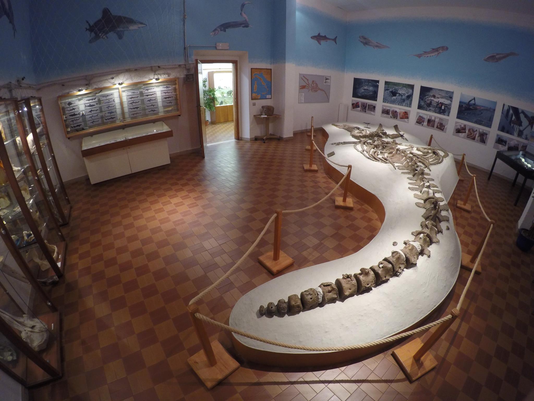 Mostra GAMPS di paleontologia e mineralogia
