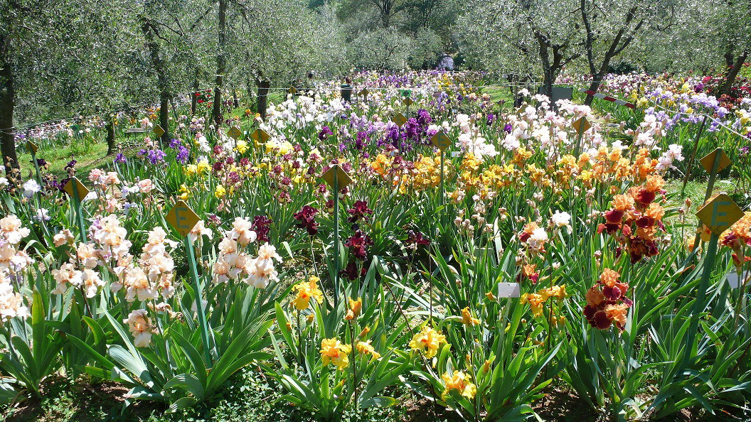 giardino dell'Iris