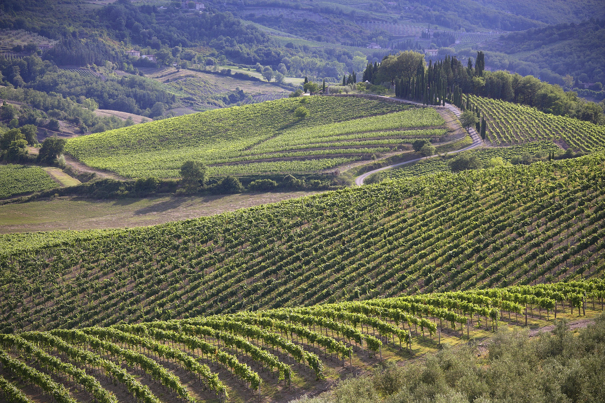 Vigneti nel Chianti