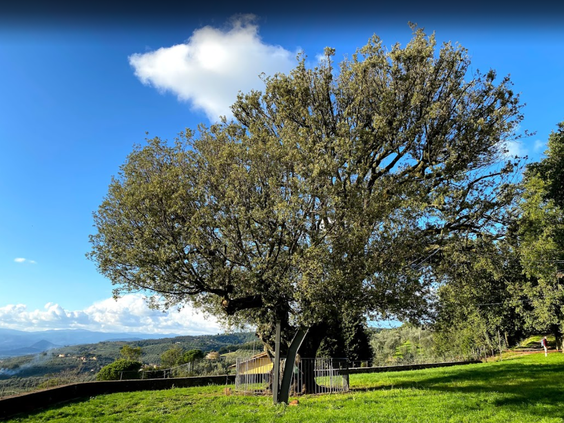 Leccio di Faltognano