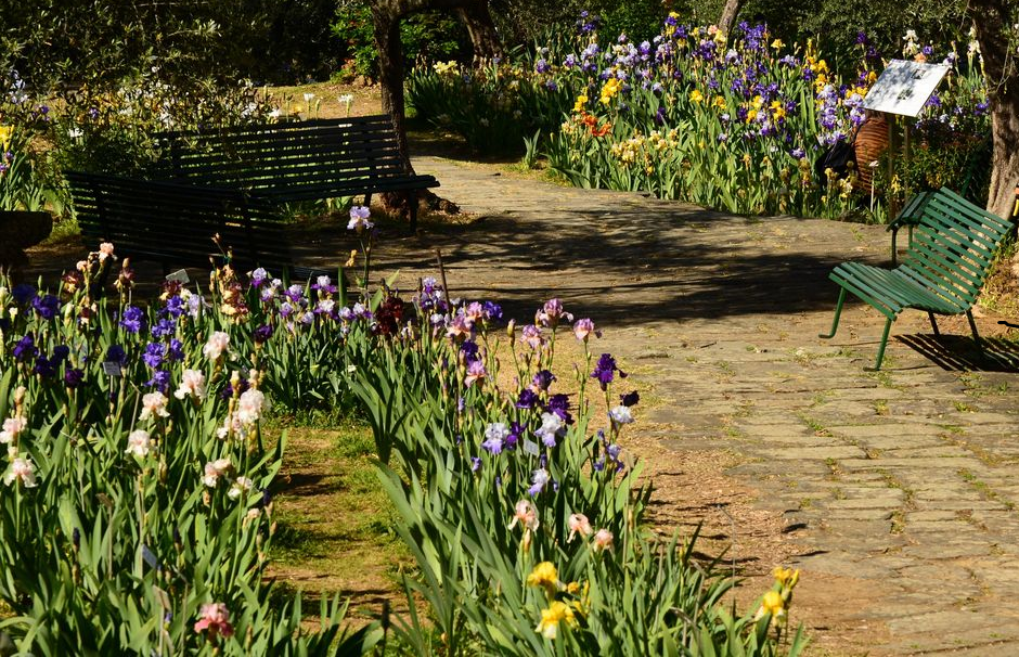 Opening of the Iris Garden