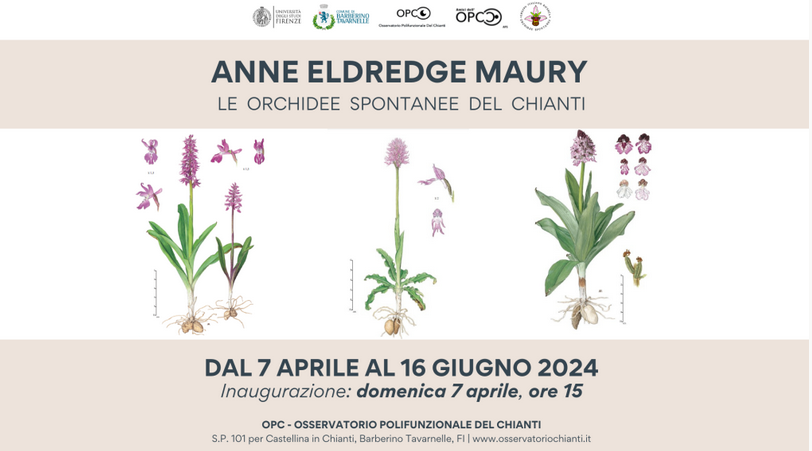 Anne Eldredge Maury. Le Orchidee spontanee del Chianti - mostra