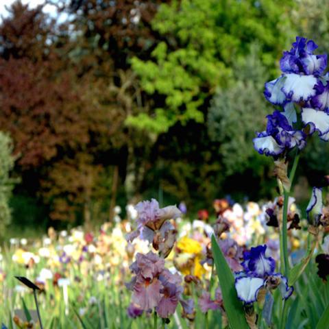 Foto Giardino dell'Iris