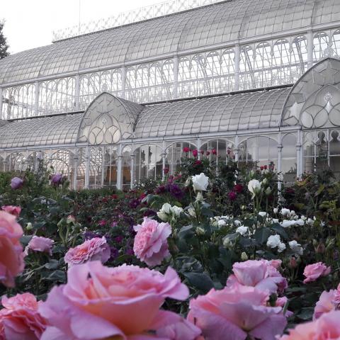 giardino di orticultura- tepidarium