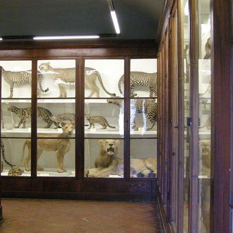 Museo di Storia Naturale dell'Università di Firenze - Sezione di Zoologia La Specola