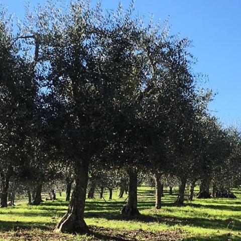 Parco di Poggio Valicaia