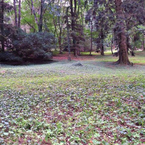 Arboreti Sperimentali di Vallombrosa 