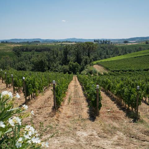 Da Malmantile alla Val di Pesa