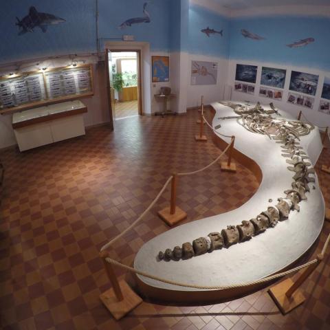 Mostra GAMPS di paleontologia e mineralogia