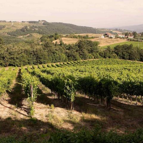 Panorama vigne Fattoria Poggio Capponi