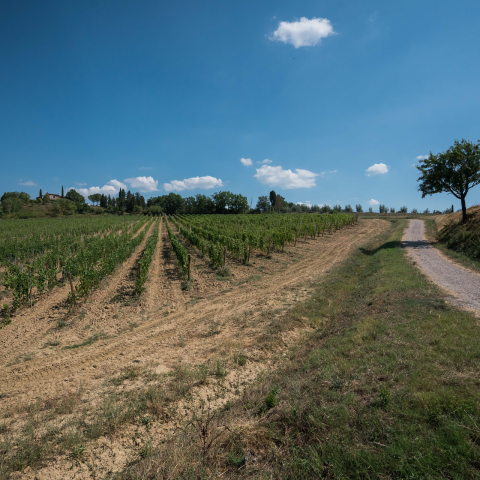 Veduta delle colline di Scandicci