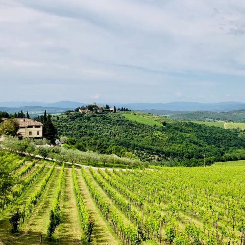 Panorama del Chianti dal Castello di Verrazzano