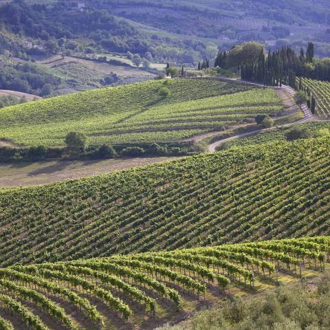 Vigneti nel Chianti