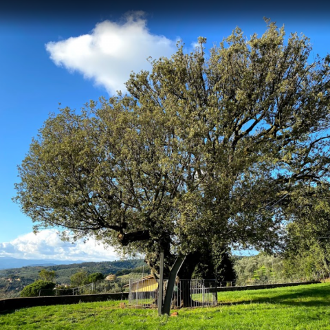 Leccio di Faltognano