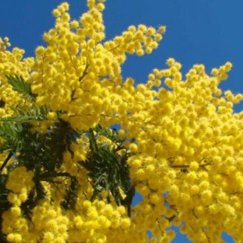 mimosa