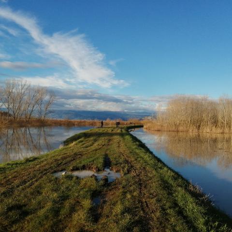 Padule di Fucecchio