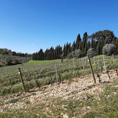 Campagna intorno a Babrerino Tavarnelle