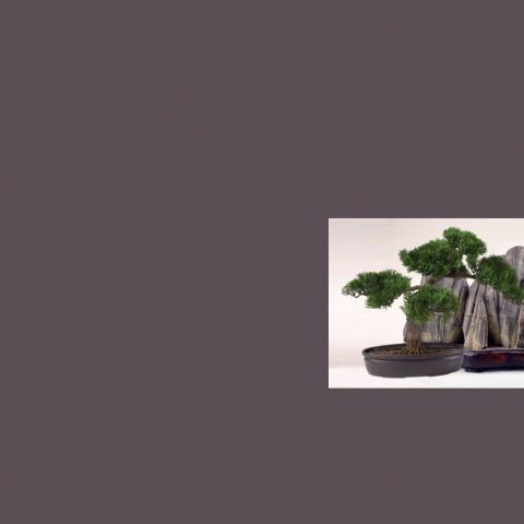 Bonsai