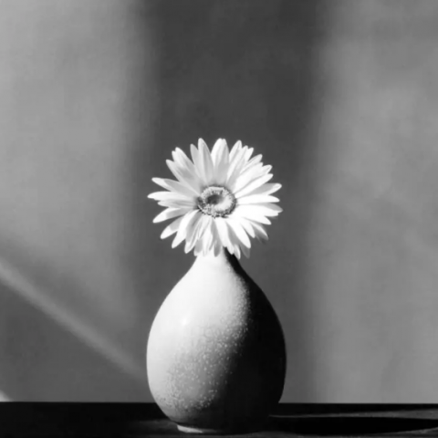 Foto fiore Mapplethorpe