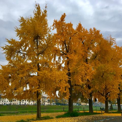 Parco delle Cascine