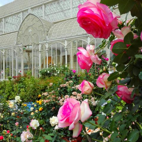 News La mostra dei fiori al Giardino di Orticultura